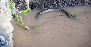  Dicle Nehri'nde su 4 metre yükseldi