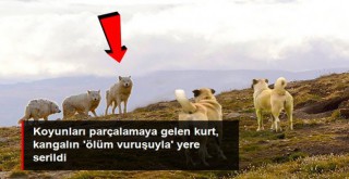 Koyunları parçalamaya gelen kurt, kangalın 'ölüm vuruşuyla' yere serildi