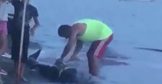 Gemlik’te karaya vuran yunus balığını doğradılar!