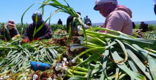 Mevsimlik işçilerin zorlu mesaisi başladı