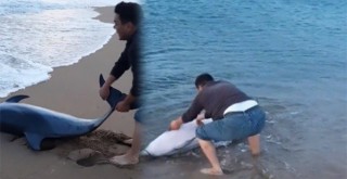  Sahile vuran yunus balığını kurtardı