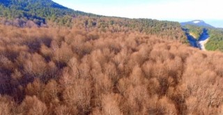  Tırtıllar ormanı böyle kuruttu...Kimse 'dur' diyemiyor...