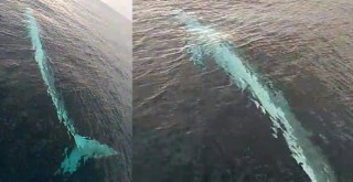 Akdeniz'de 15 metrelik oluklu balina görüntülendi