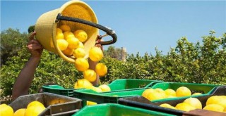 Limon ihracatı durduruldu