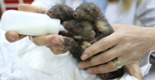 Sırtlan zannedilen yavruların sansar olduğu anlaşıldı
