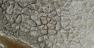 Kızılırmak Deltası'nda korkutan görüntü