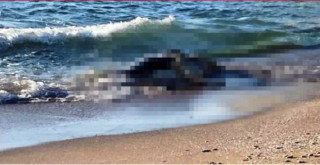 Kocaeli'de sahillere vuran 4 büyükbaş ölüsü