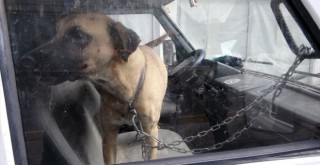 Köpeğini karavanda zincirle bağladı, gazetecilere 'niye çekiyorsunuz' diye saldırdı