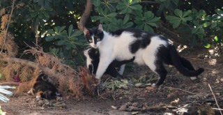 Yavruları mahsur kalan anne kedi insanları yardıma çağırdı