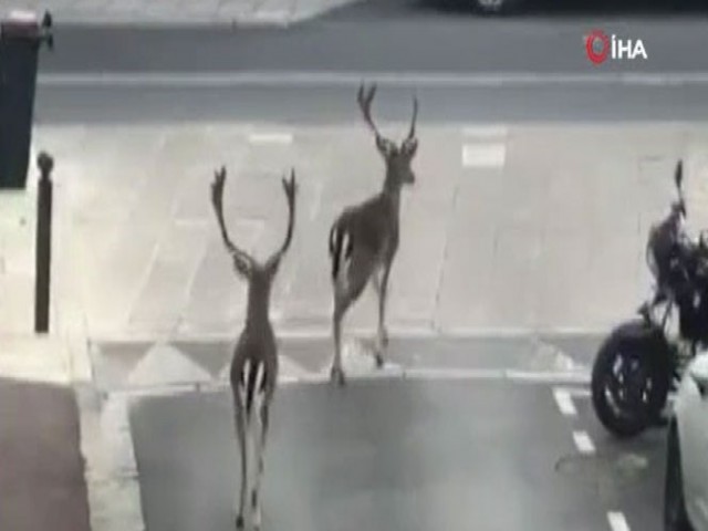 Paris sokaklarına geyikler indi